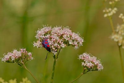 Close-up of butterfly pollinating on purple flower