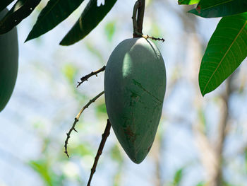 Close-up of fruit growing on tree