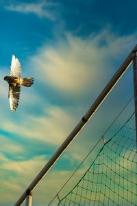 Low angle view of bird flying against sky