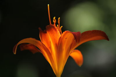 flowering plant