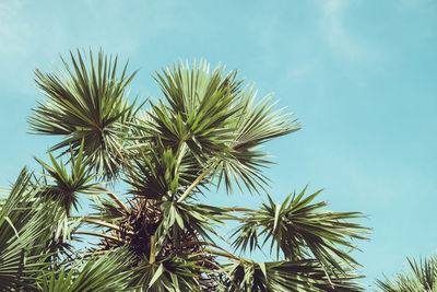 Low angle view of palm tree against blue sky