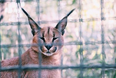 Portrait of cat in cage