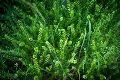 Full frame shot of green plants