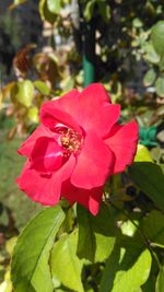 Close-up of pink hibiscus blooming outdoors