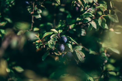 Close-up of berries growing on tree