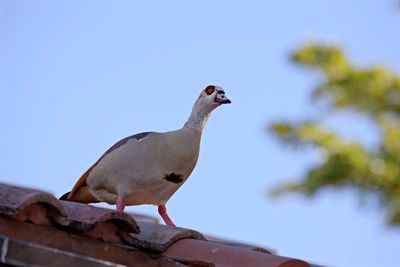 Low angle view of bird perching on roof against sky