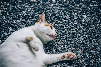 High angle view of a cat looking away