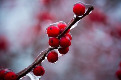 Close-up of red berries on branch