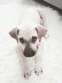 Close-up portrait of white dog on bed