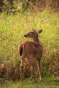 White-tailed deer odocoileus virginianus forages for clover in the wetland 