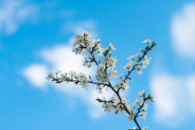 Beautiful blossoming tree branch against the sky