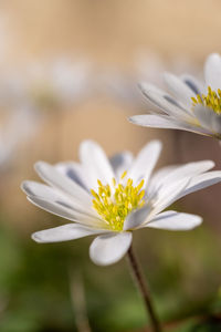 Close-up of white flowering plant