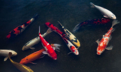 High angle view of koi carps swimming 