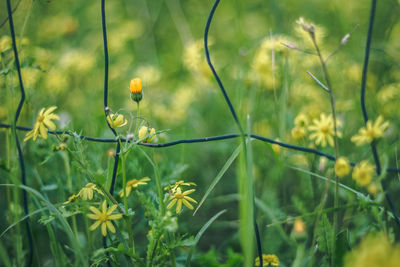 Close-up of yellow flowering plant