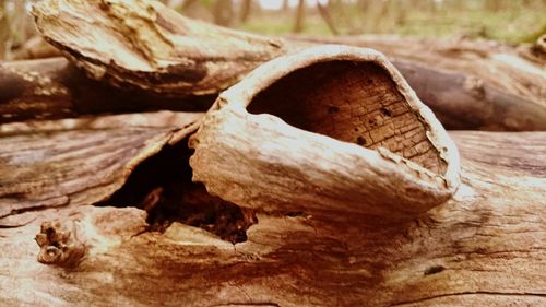 Close-up of wooden logs