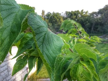 Close-up of plant