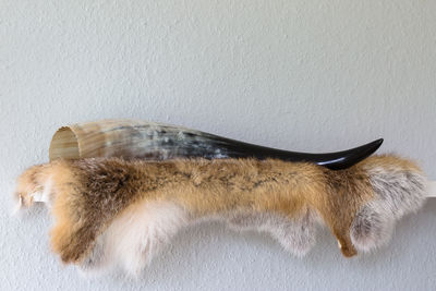 Close-up of fox fur with horn decoration 