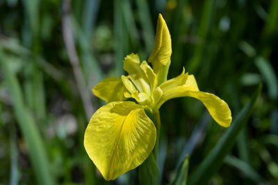 Close-up of yellow flowering plant