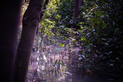 Close-up of flower trees in forest