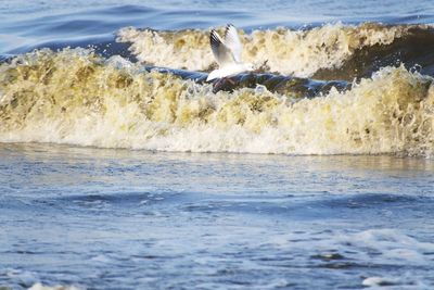 View of seagull on beach