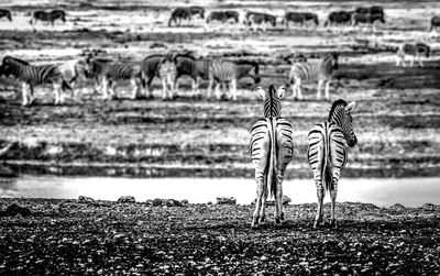 Zebra on field