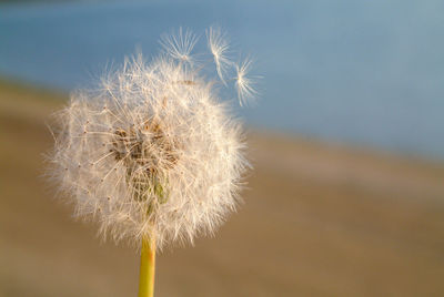 Close-up of dandelion against blurred background