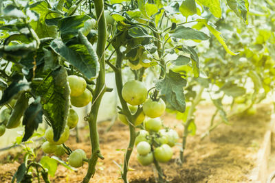 Close-up of fruits growing on plant in field