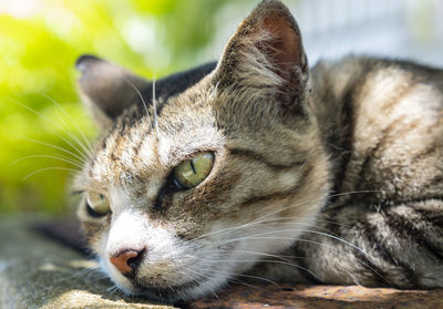 Close-up of a cat looking away