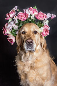 Close-up of dog by roses against black background