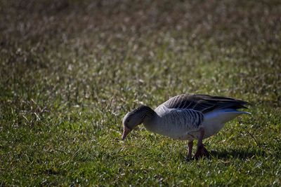 Side view of a bird on field