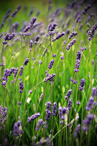 Close-up of purple flowers blooming in field