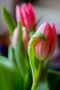 Close-up of red tulip