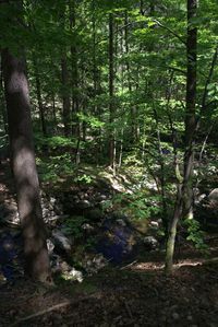 Trees in forest