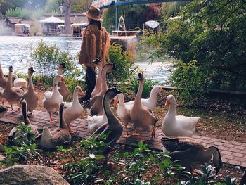 Close-up of birds in park