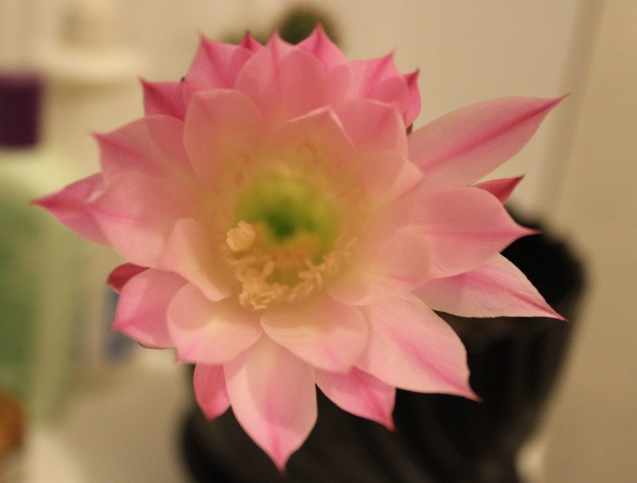 flower, petal, flower head, freshness, fragility, pink color, close-up, beauty in nature, indoors, focus on foreground, growth, nature, pink, blooming, rose - flower, selective focus, single flower, in bloom, plant, blossom