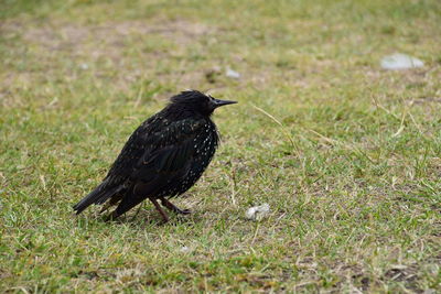 Close-up of blackbird on grassy field