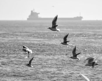 Birds flying over sea