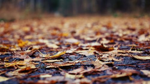 Autumn leaves fallen on field in forest