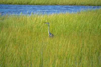 grassland