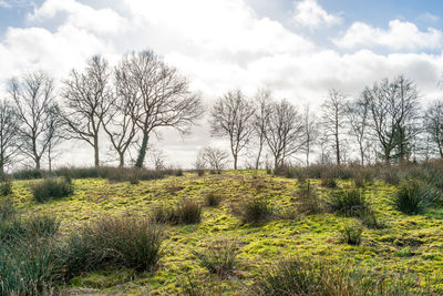 Bare trees on field against sky