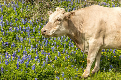 Side view of an animal on field