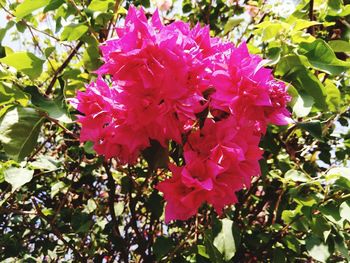 Close-up of pink flowering plant
