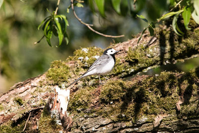 Bird perching on a branch