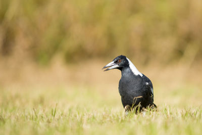 Bird perching on a field