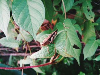Close-up of green leaves