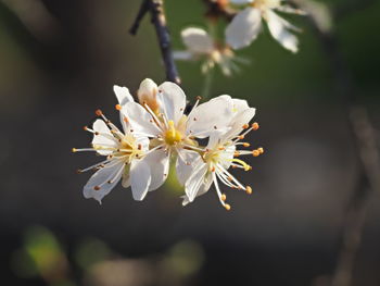 Close-up of white cherry blossom