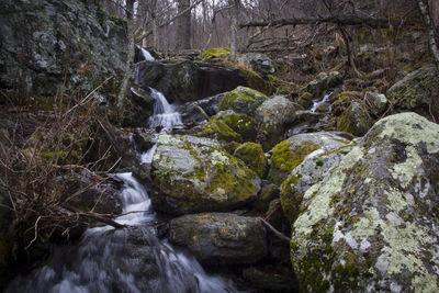Scenic view of waterfall in forest