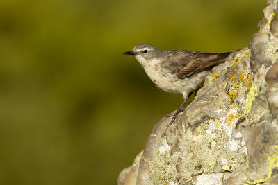 Close-up of bird perching on rock