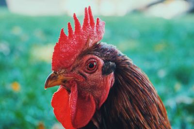 Close-up of bird