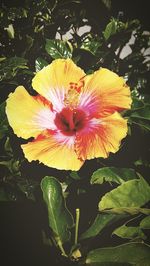 Close-up of yellow flower